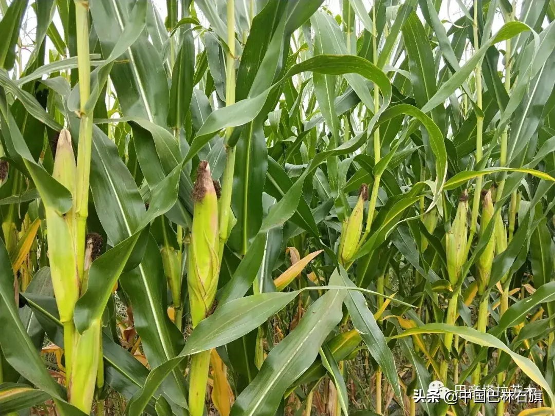 蒙古养马能赚钱吗_蒙古马养殖致富_蒙古马饲养