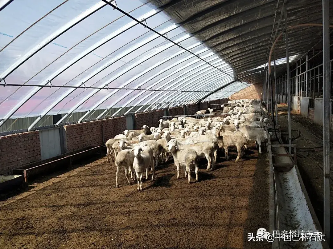 蒙古马饲养_蒙古马养殖致富_蒙古养马能赚钱吗