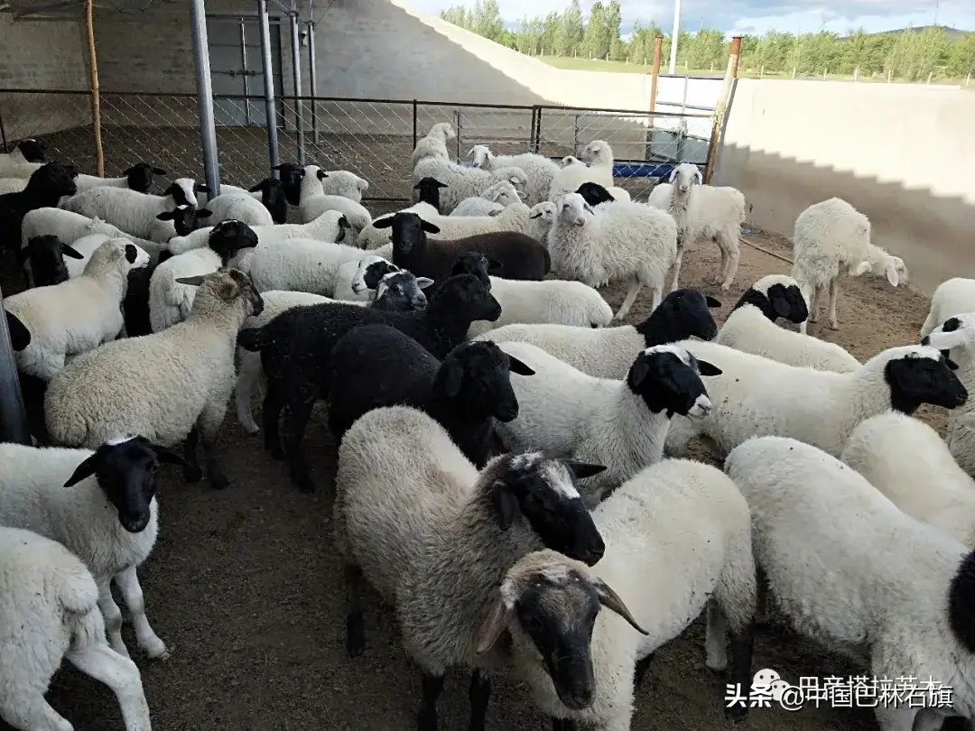 蒙古养马能赚钱吗_蒙古马养殖致富_蒙古马饲养