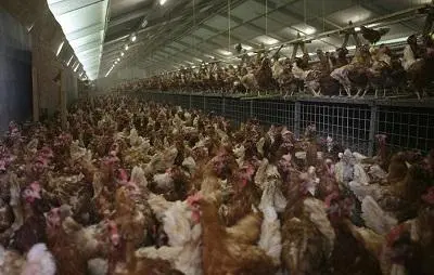 致富养殖好项目_致富养殖蝎子_200万养殖致富