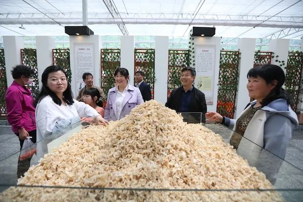 玉木耳种植成本和利润_致富木耳种植玉米视频_种植玉木耳 致富