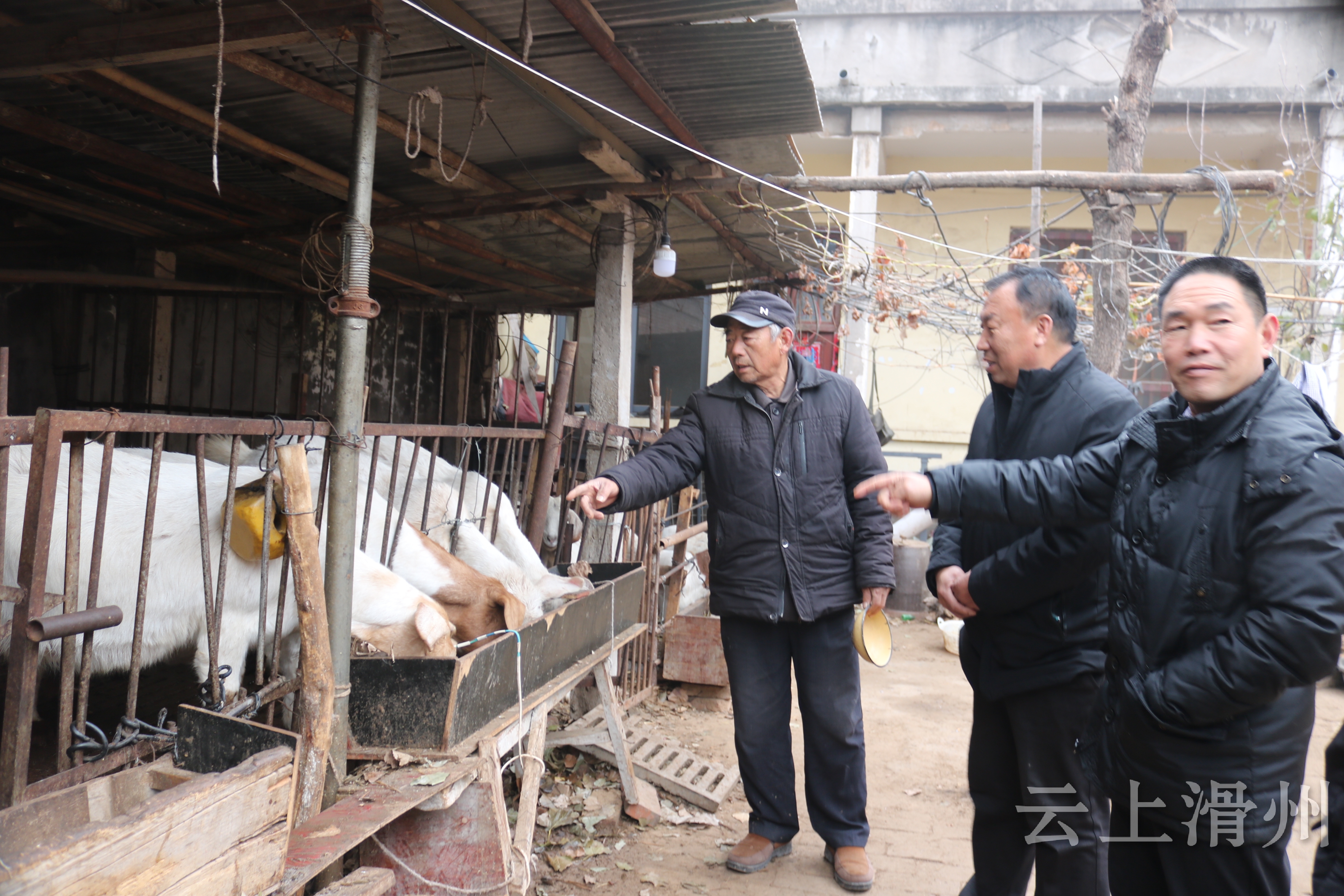 王庄镇郭草滩村：陈善随的养羊“致富经”