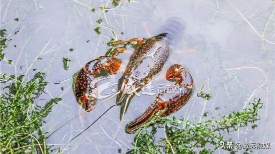河虾养殖技术大全_河虾养殖效益怎么样_河虾养殖技术 河虾如何养