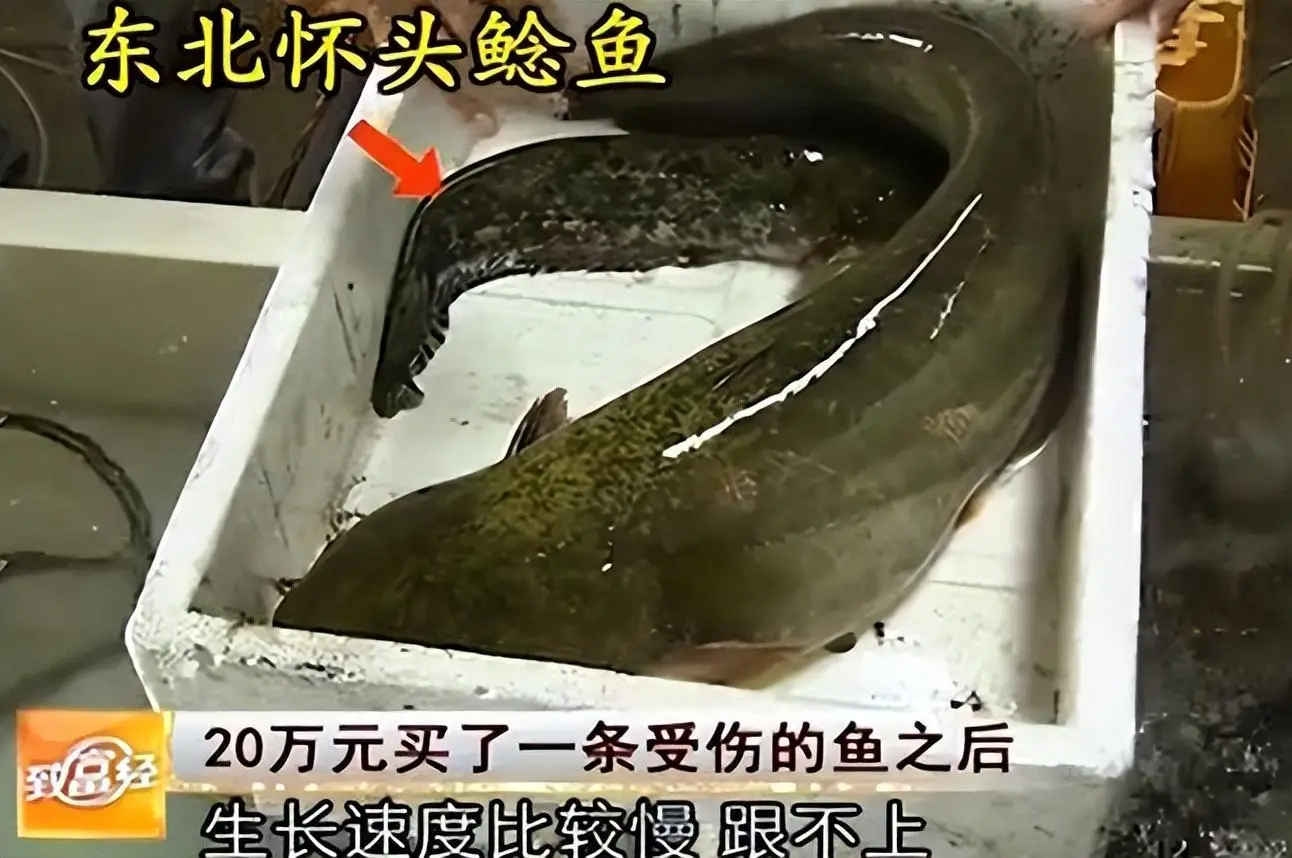 鲶鱼养殖发家致富_致富养殖鲶鱼发家视频_致富养殖鲶鱼发家史怎么写