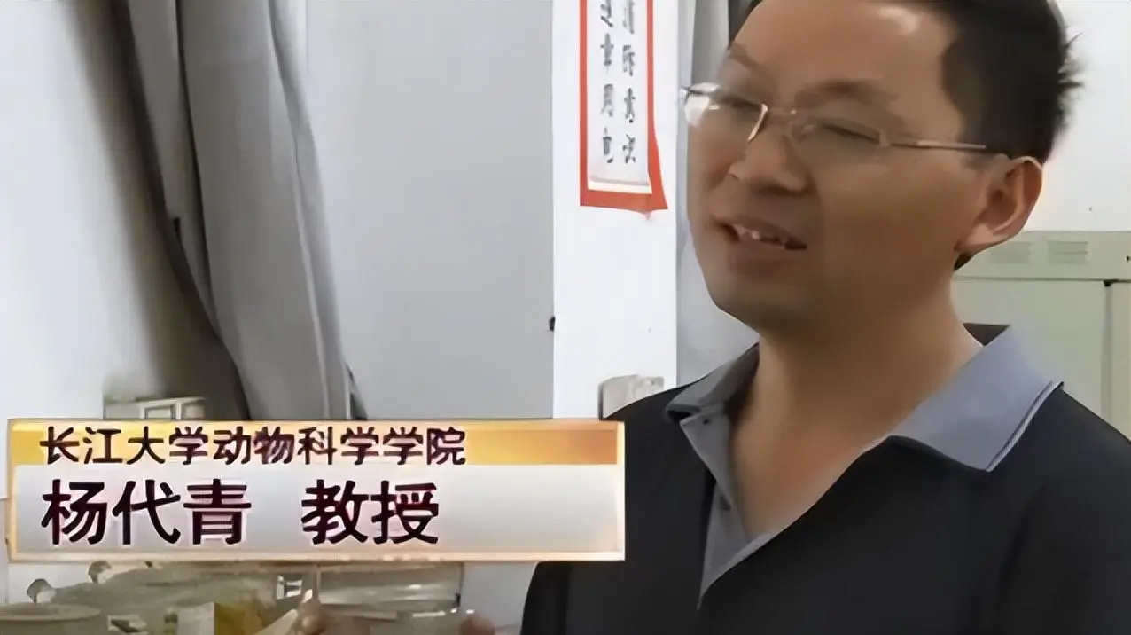 鲶鱼养殖发家致富_致富养殖鲶鱼发家视频_致富养殖鲶鱼发家史怎么写