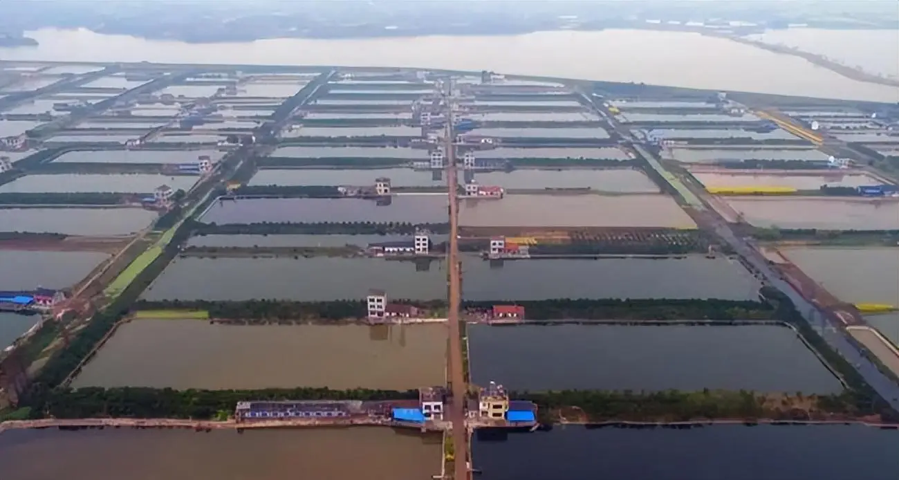 致富养殖鲶鱼发家视频_鲶鱼养殖发家致富_致富养殖鲶鱼发家史怎么写