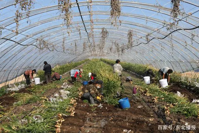 科技引领资源循环 黑龙江克山县生姜喜迎大丰收
