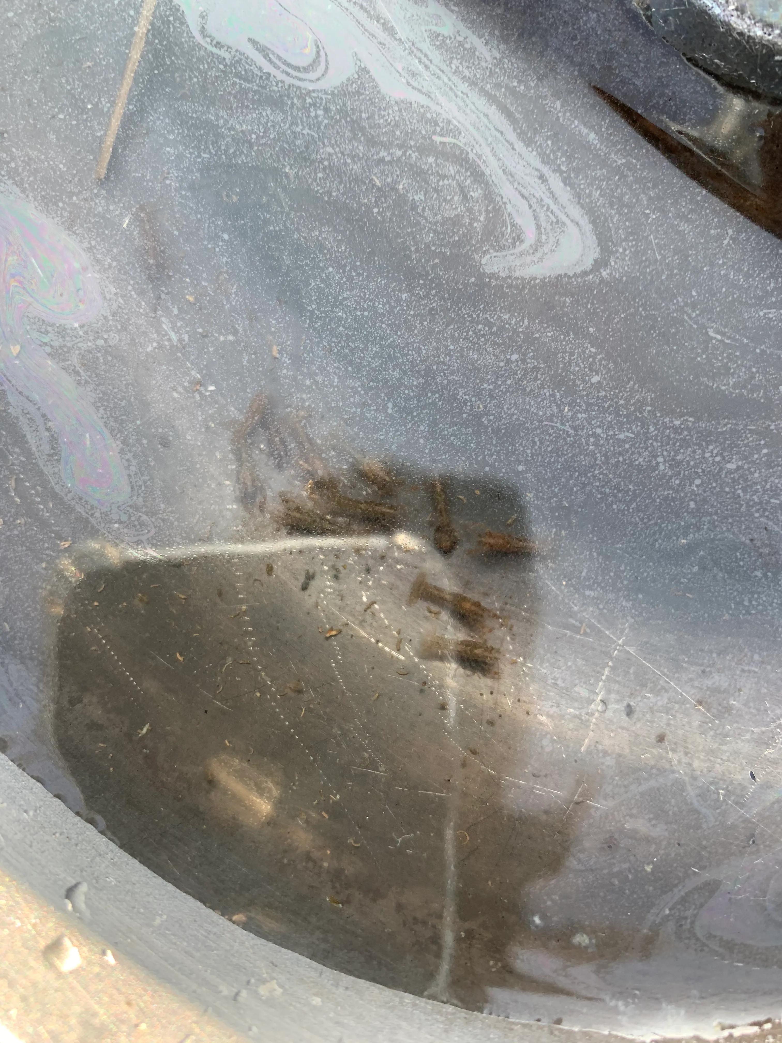 河虾养殖技术(河虾如何养)_河虾养殖技术 河虾如何养_河虾养殖视频致富经河虾养殖