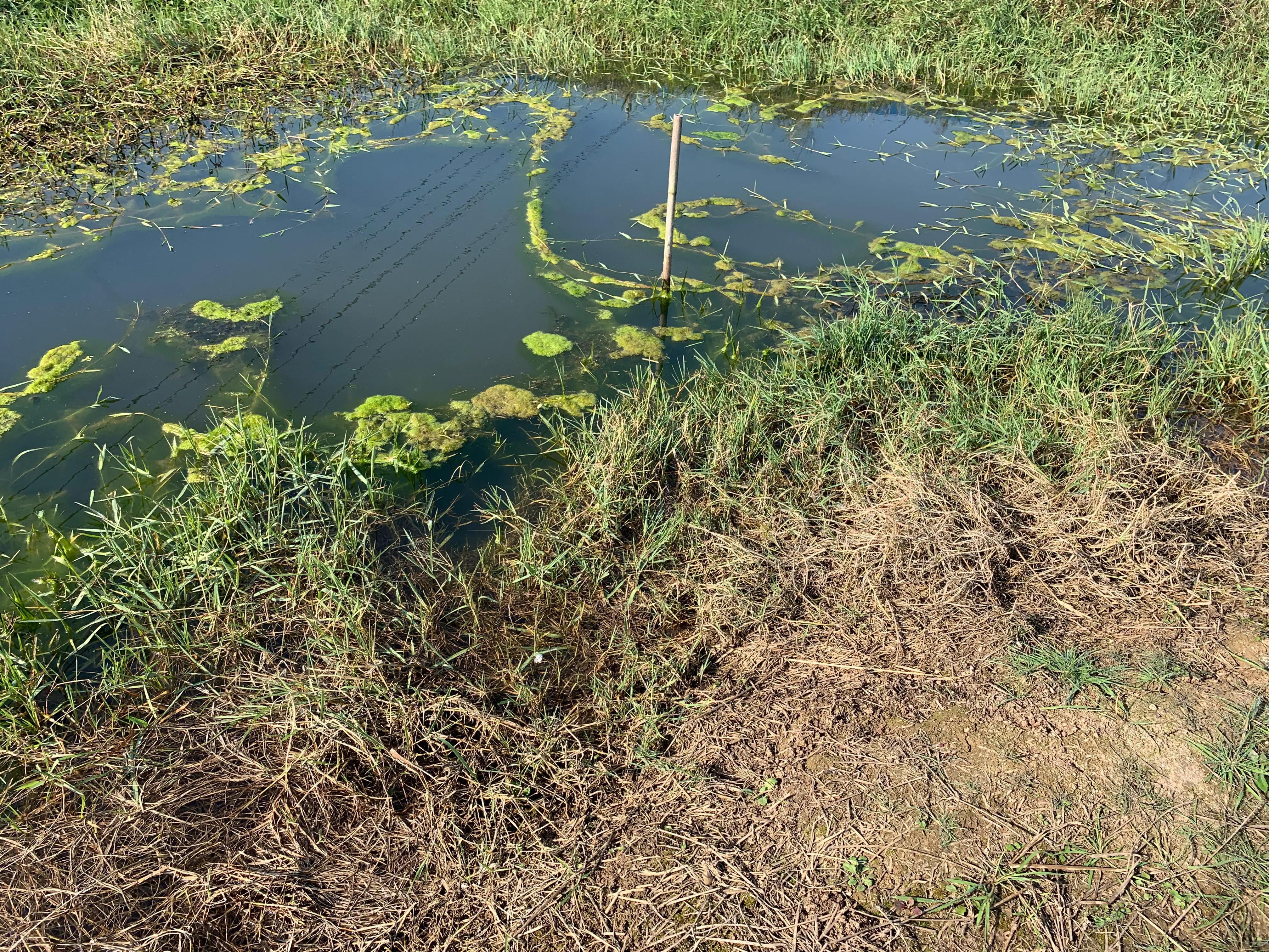河虾养殖技术(河虾如何养)_河虾养殖视频致富经河虾养殖_河虾养殖技术 河虾如何养