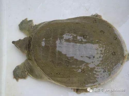 河虾养殖技术 河虾如何养_河虾养殖技术(河虾如何养)_河虾养殖效益怎么样