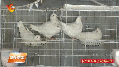 种植致富业_新致富项目种植_益阳种植致富新闻