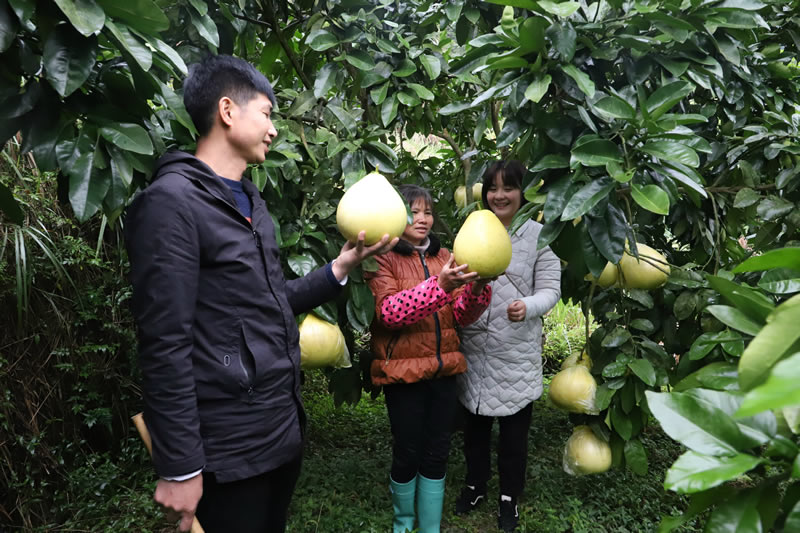 致富柚子种植技术视频_柚子种植致富_柚子种植成本和利润
