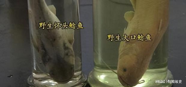 致富养殖鲶鱼发家史怎么写_养殖鲶鱼赚钱吗_鲶鱼养殖发家致富