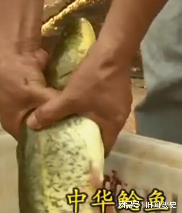 致富养殖鲶鱼发家史怎么写_鲶鱼养殖发家致富_养殖鲶鱼赚钱吗
