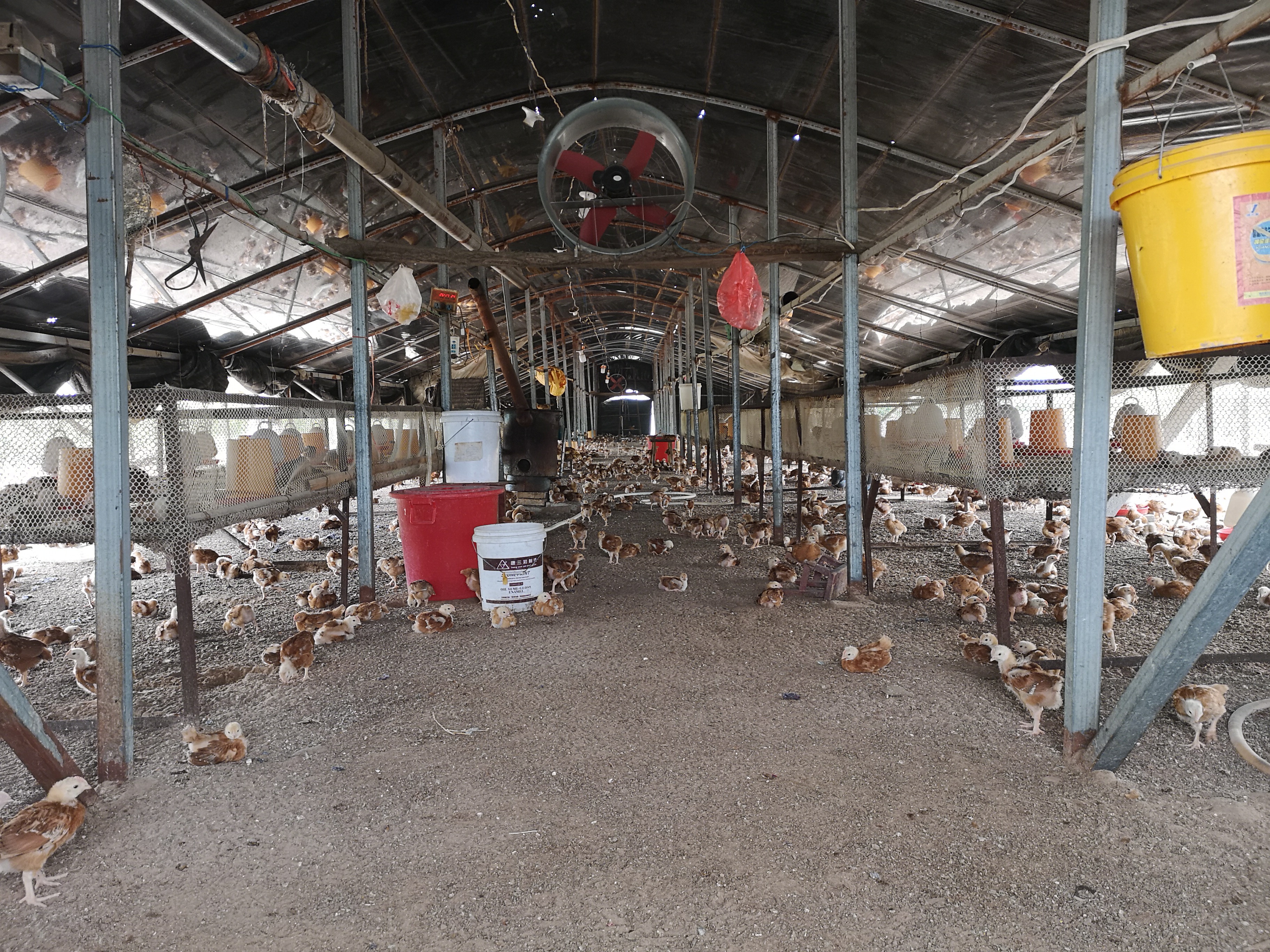 养殖肉鸡致富发财_养肉鸡赚钱吗利润多少_养肉鸡赚钱吗养什么鸡好