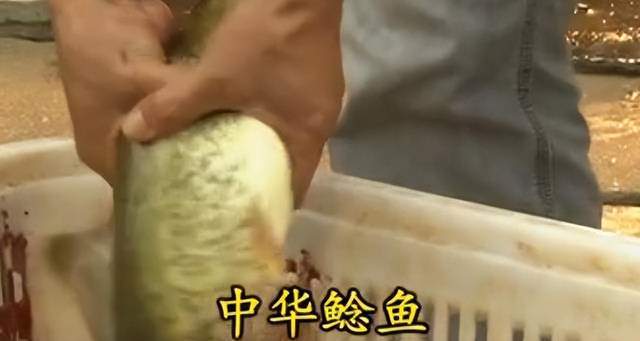 致富经鲶鱼养殖技术视频_鲶鱼养殖发家致富_养殖鲶鱼利润多大