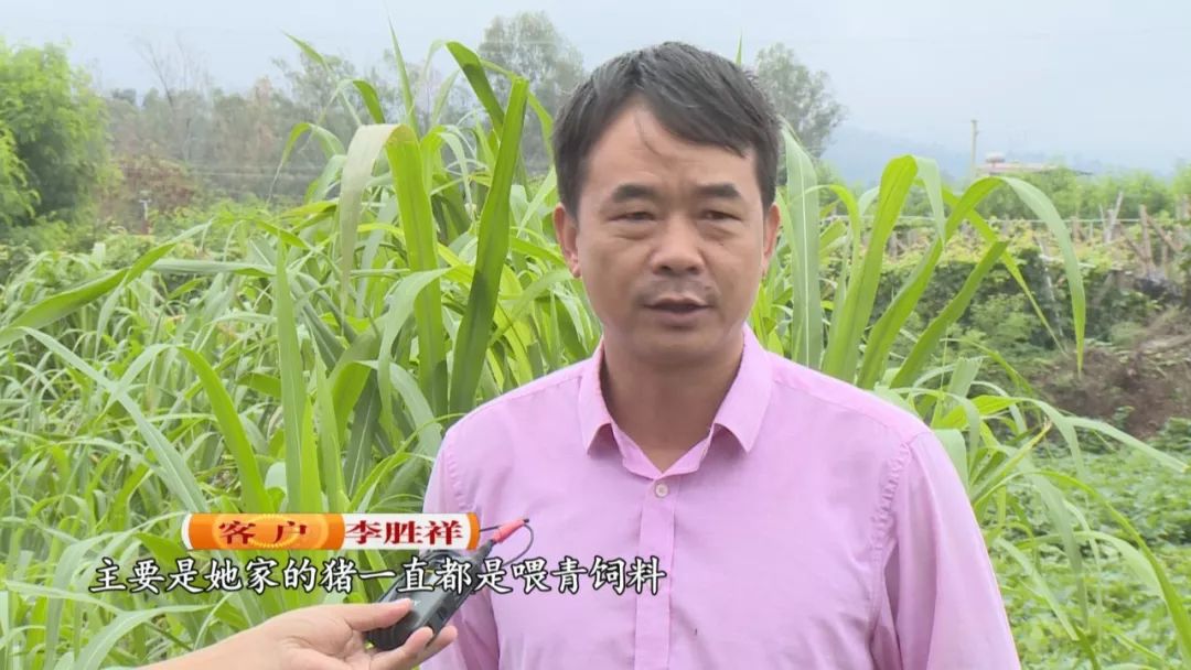 云南楚雄养殖致富_楚雄养殖补贴政策_云南楚雄养殖业补贴政策