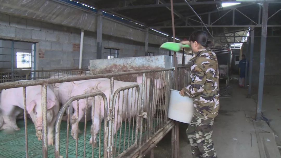 云南楚雄养殖业补贴政策_云南楚雄养殖致富_楚雄养殖补贴政策