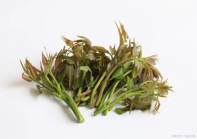 北方种植香椿树致富经验_北方香椿树什么时候发芽_北方的香椿树