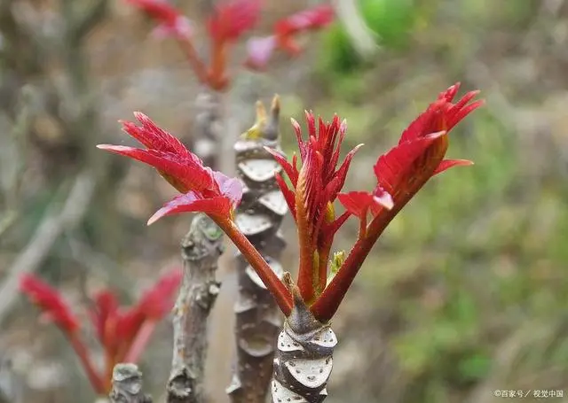 北方香椿树什么时候发芽_北方的香椿树_北方种植香椿树致富经验