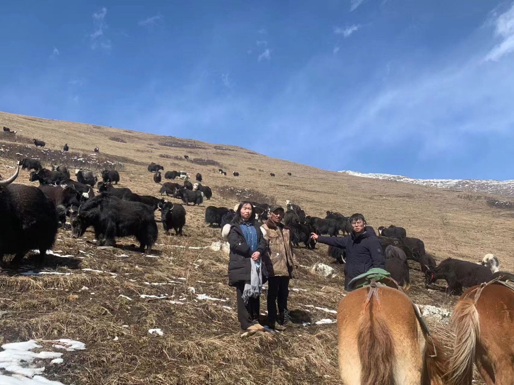 建州七十载 金融绘锦绣⑩｜邮储银行阿坝州分行：“贷”动肉牛产业链 念好乡村“致富