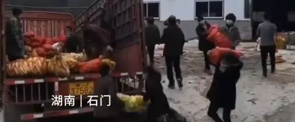 河南种植西芹技术视频_西芹种植技术和管理视频_河南西芹基地