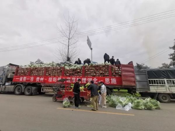 西芹种植技术和管理视频_河南种植西芹技术视频_河南西芹基地