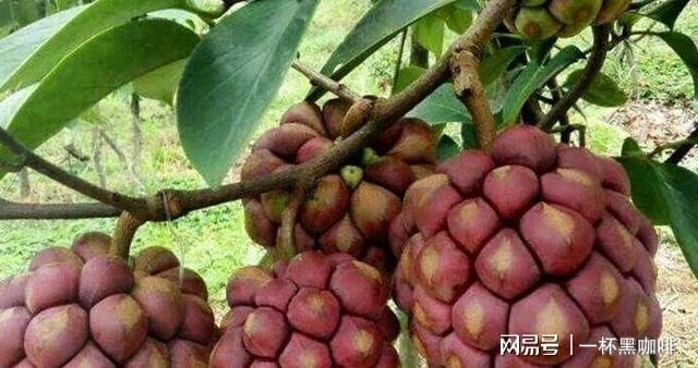 冬季黑老虎果种植技术_冬季老虎怎么生活_老虎冬天怎么过