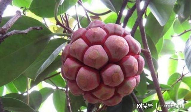 冬季老虎怎么生活_冬季黑老虎果种植技术_老虎冬天怎么过