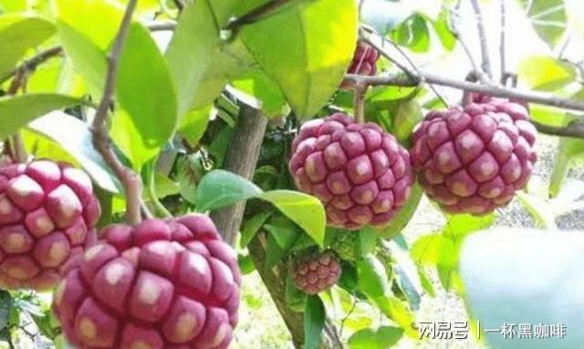 老虎冬天怎么过_冬季老虎怎么生活_冬季黑老虎果种植技术