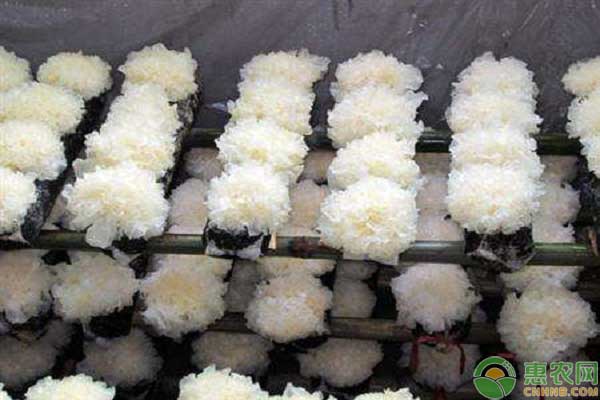 银耳种植的栽培方法以及相关的注意事项