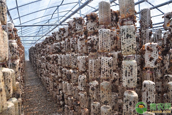 黑木耳的袋料栽培流程，手把手教您种植袋装黑木耳-图片版权归惠农网所有