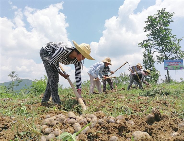 土豆种植赚钱吗_土豆种植高产技术视频_致富经黑土豆种植技术
