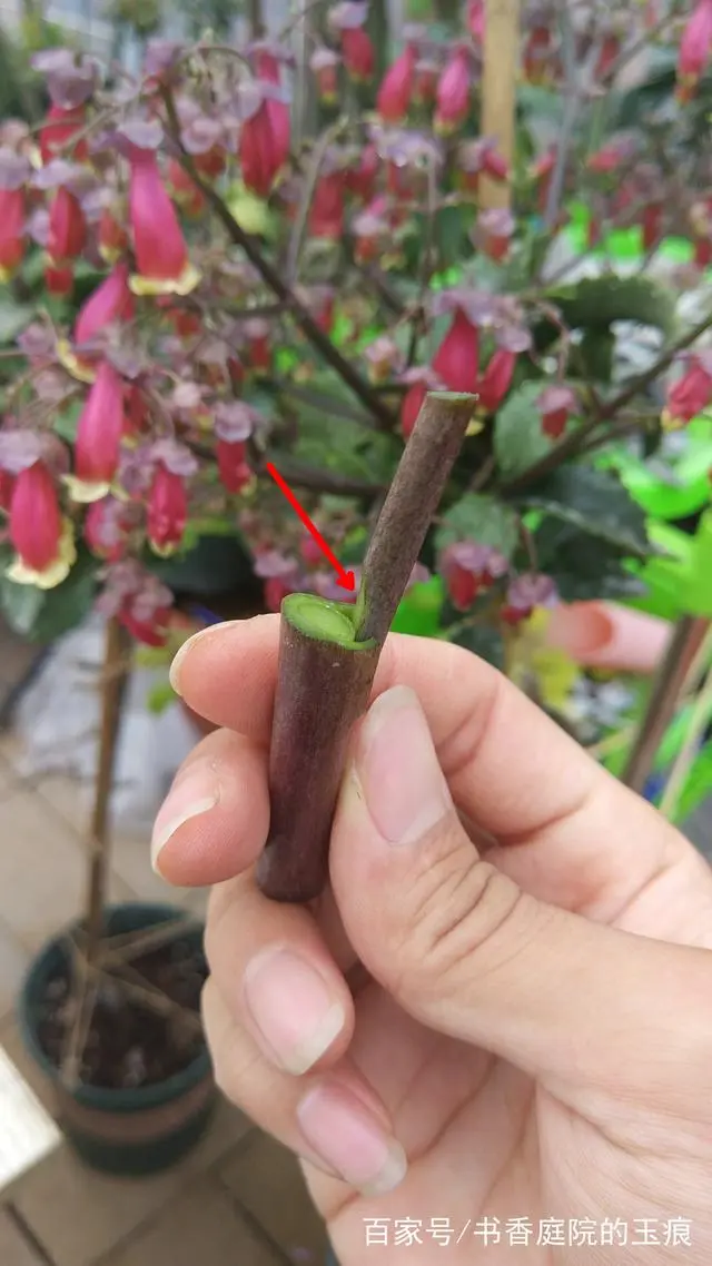 致富月季嫁接方法图解_月季嫁接致富经_多品种月季嫁接