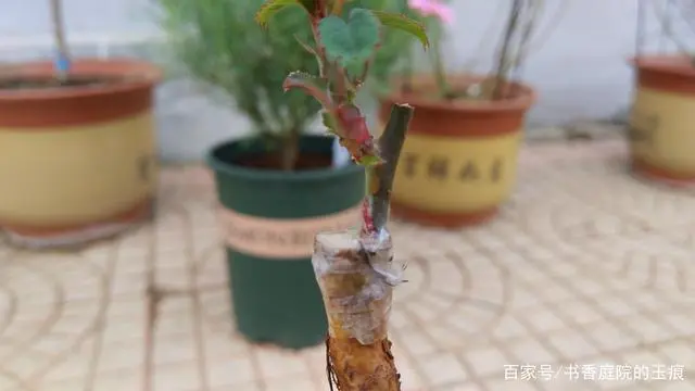 多品种月季嫁接_月季嫁接致富经_致富月季嫁接方法图解