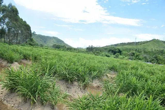 乡村振兴致富项目_乡村振兴种植致富_乡村振兴种植养殖技术
