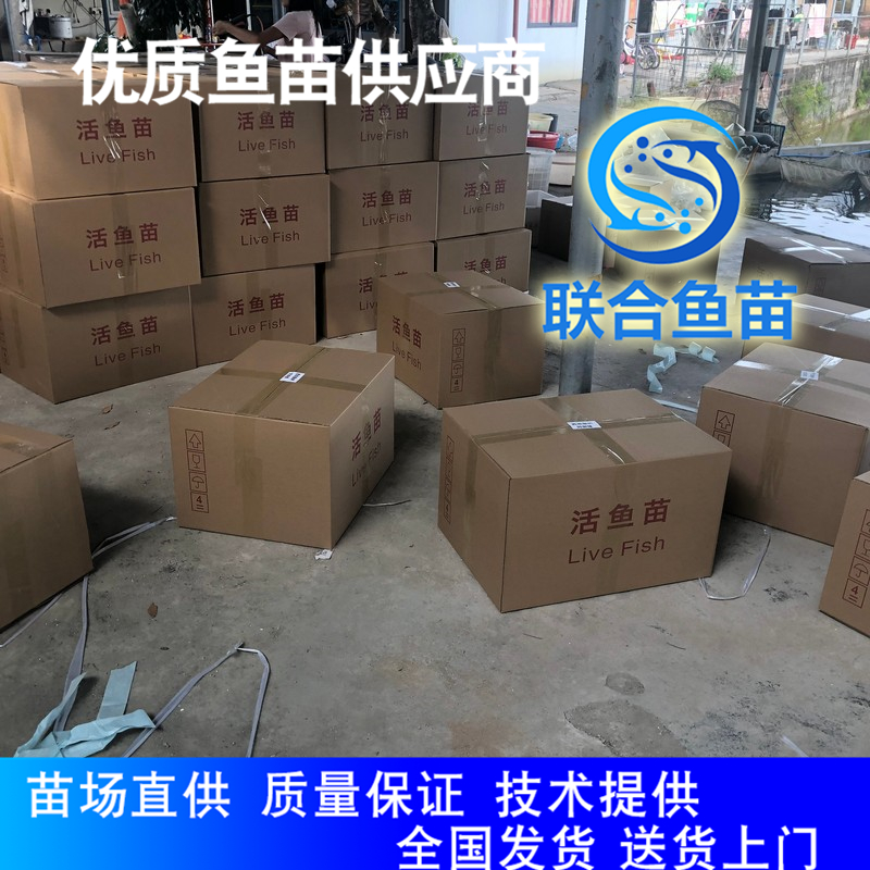 鱼苗出口代理鲫鱼苗 高背鲫鱼苗，白鲫鱼苗淡水鱼养殖技术