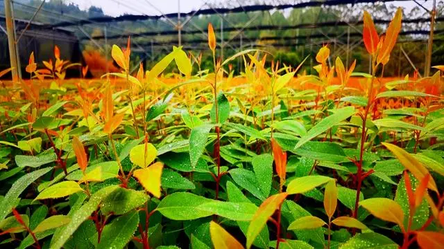 广西致富树种植_广西栽树_广西种植什么树赚钱