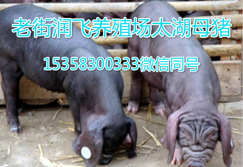 养殖老母猪能致富吗_养殖猪老母技术规范_老母猪怎么养殖技术