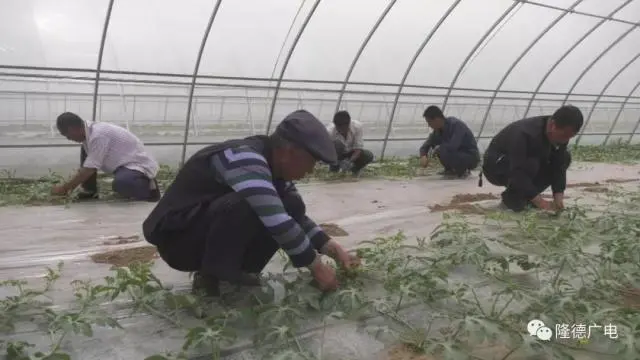 致富经下农村养殖芦花鸡_回农村养殖芦花鸡需要多少成本_芦花鸡养殖致富视频