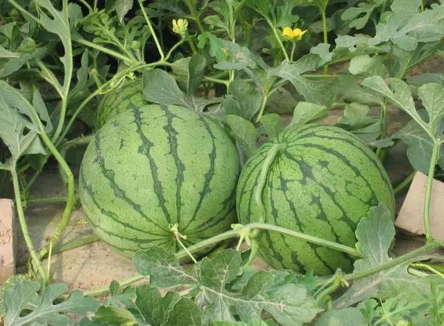 西瓜种植大户新闻_西瓜种植铺就致富路_夏邑西瓜种植致富