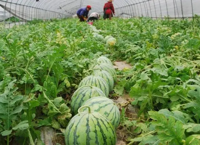 西瓜种植铺就致富路_夏邑西瓜种植致富_西瓜种植大户新闻