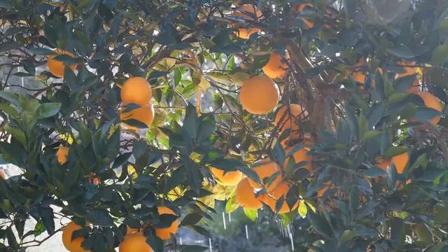 种植助推乡村振兴_乡村振兴种植致富_乡村振兴种植养殖技术