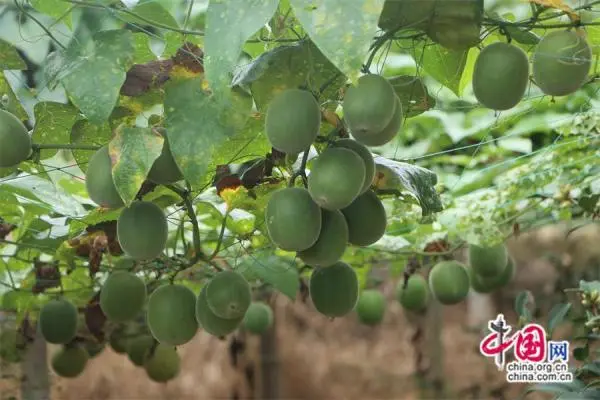 乡村振兴种植业_振兴致富乡村种植新闻稿_乡村振兴种植致富