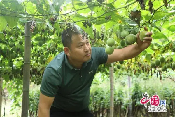 乡村振兴种植致富_乡村振兴种植业_振兴致富乡村种植新闻稿