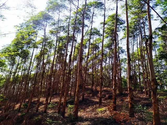 广西农村种什么树值钱_广西栽树_广西致富树种植