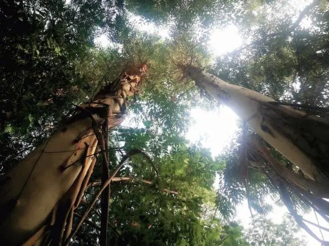 广西栽树_广西致富树种植_广西农村种什么树值钱