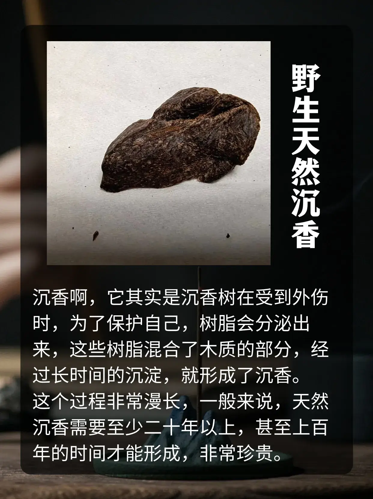 沉香种植技术和管理浇水_椅楠沉香种植技术_沉香的种植技术