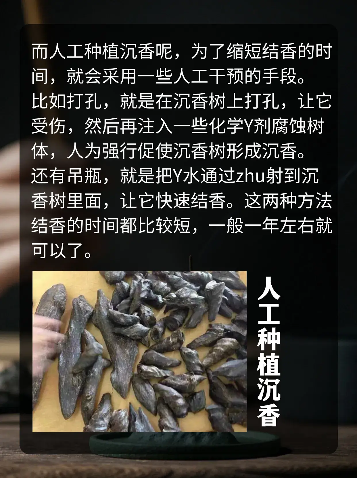 沉香的种植技术_沉香种植技术和管理浇水_椅楠沉香种植技术