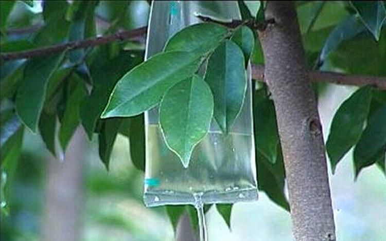 椅楠沉香种植技术_沉香种植技术和管理浇水_沉香的种植技术